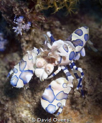 Harlequin Shrimp, adult and juvenile. Ambon, Indonesia by David Owens 